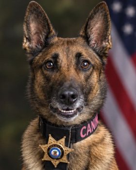 Cato